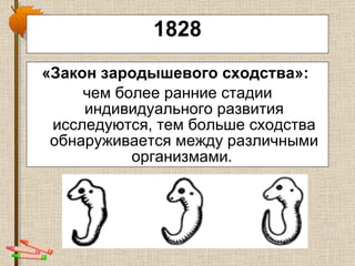 1 8 28 « З акон зародышевого сходства » :   чем более ранние стадии индивидуального развития исследуются, тем больше сходства обнаруживается между различными организмами.  