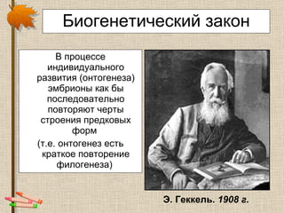 Биогенетический закон В процессе индивидуального развития (онтогенеза) эмбрионы как бы последовательно повторяют черты строения предковых форм  (т.е. онтогенез есть краткое повторение филогенеза)   Э. Геккель.  1908 г.   