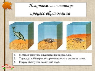 Ископаемые остатки: процесс образования   Мертвое животное опускается на морское дно.  Трупоеды и бактерии вскоре очищают его скелет от плоти.  Сверху образуется осадочный слой. 
