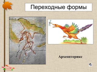 Переходные формы Археоптерикс 