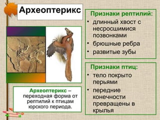 Археоптерикс Археоптерикс  – переходная форма от рептилий к птицам юрского периода. Признаки рептилий: длинный хвост с несросшимися позвонками брюшные ребра развитые зубы Признаки птиц: тело покрыто перьями передние конечности превращены в крылья 