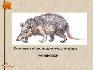 Ископаемое яйцекладущие млекопитающие  меланодон 