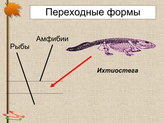 Переходные формы Рыбы Амфибии Ихтиостега   