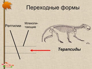 Переходные формы Рептилии Млекопи-тающие Терапсиды 