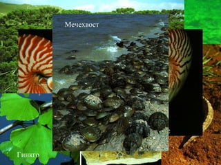 Живые ископаемые Латимерия Араукария Гаттерия Наутилус Гинкго Мечехвост 