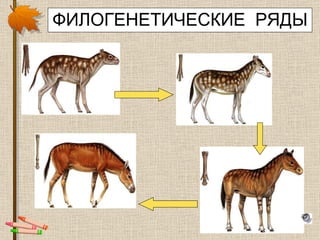 ФИЛОГЕНЕТИЧЕСКИЕ  РЯДЫ 