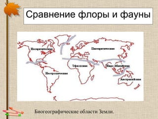 Сравнение флоры и фауны Биогеографические области Земли. 