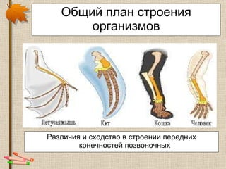 Общий план строения организмов Различия и сходство в строении передних конечностей позвоночных   