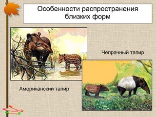 Особенности распространения близких форм Американский тапир   Чепрачный тапир   