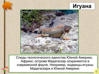 Игуана Следы геологического единства Южной Америки, Африки, острова Мадагаскар сохраняются в современной фауне. Например, ящерицы-игуаны Мадагаскара и Южной Америки. 