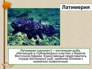 Латимерия Латимерия (целокант) – кистеперая рыба, обитающая в глубоководных участках у берегов Восточной Африки. Единственный представитель отряда Кистеперых рыб, наиболее близкий к наземным позвоночным. 