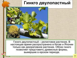 Гинкго двулопастный Гинкго двулопастный – реликтовое растение. В настоящее время распространено в Китае и Японии только как декоративное растение. Облик гинкго позволяет представить древесные формы, вымершие в юрском периоде. 