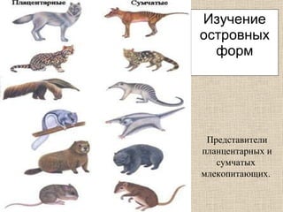 Изучение островных форм Представители планцентарных и сумчатых  млекопитающих.   