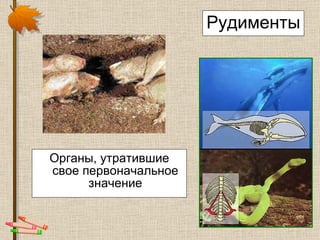 Рудименты Органы, утратившие свое первоначальное значение 