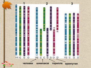 человек шимпанзе горилла орангутан 1 2 3 