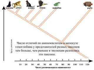 Число отличий по аминокислотам в молекуле гемоглобина у представителей разных таксонов тем больше, чем раньше в эволюции разошлись эти таксоны.   