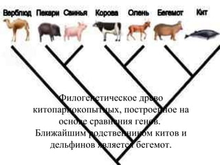Филогенетическое древо китопарнокопытных, построенное на основе сравнения генов.  Ближайшим родственником китов и дельфинов является бегемот. 