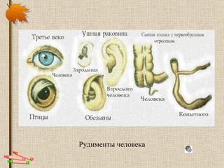 Рудименты человека 