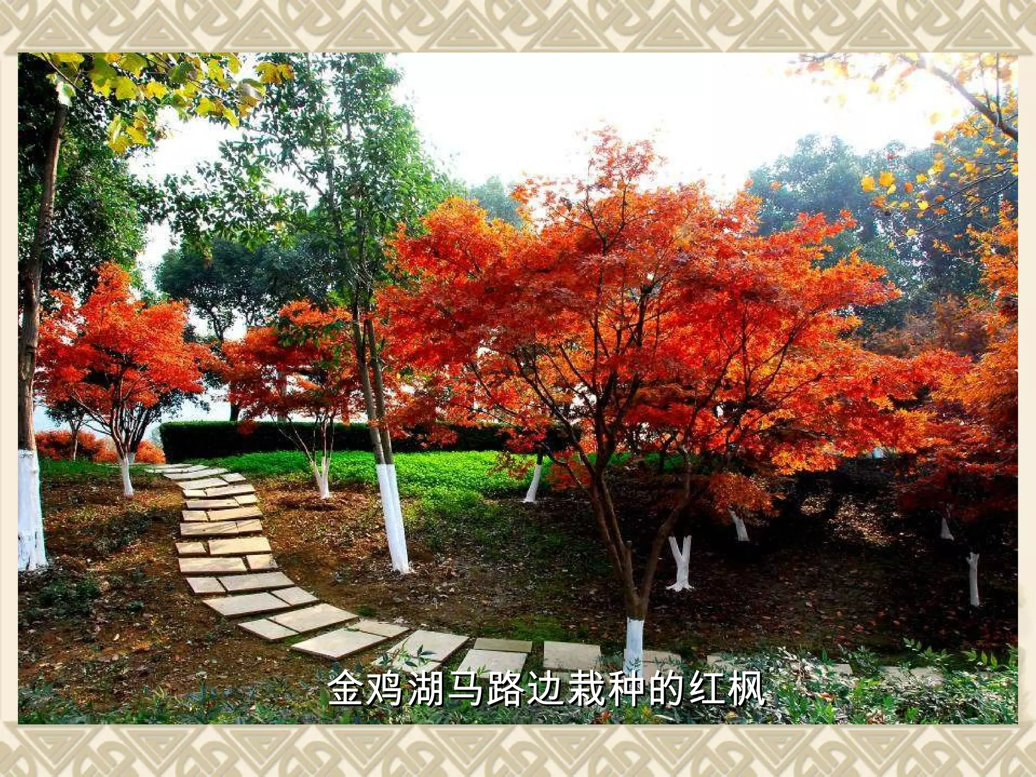 金鸡湖马路边栽种的红枫 