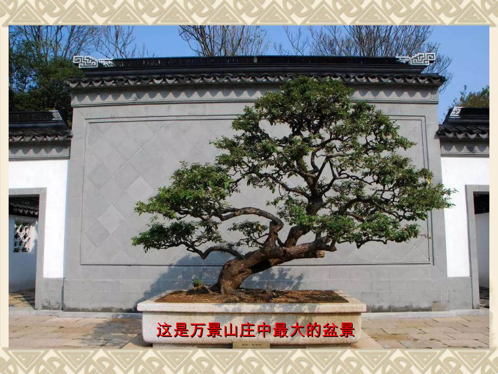这是万景山庄中最大的盆景 