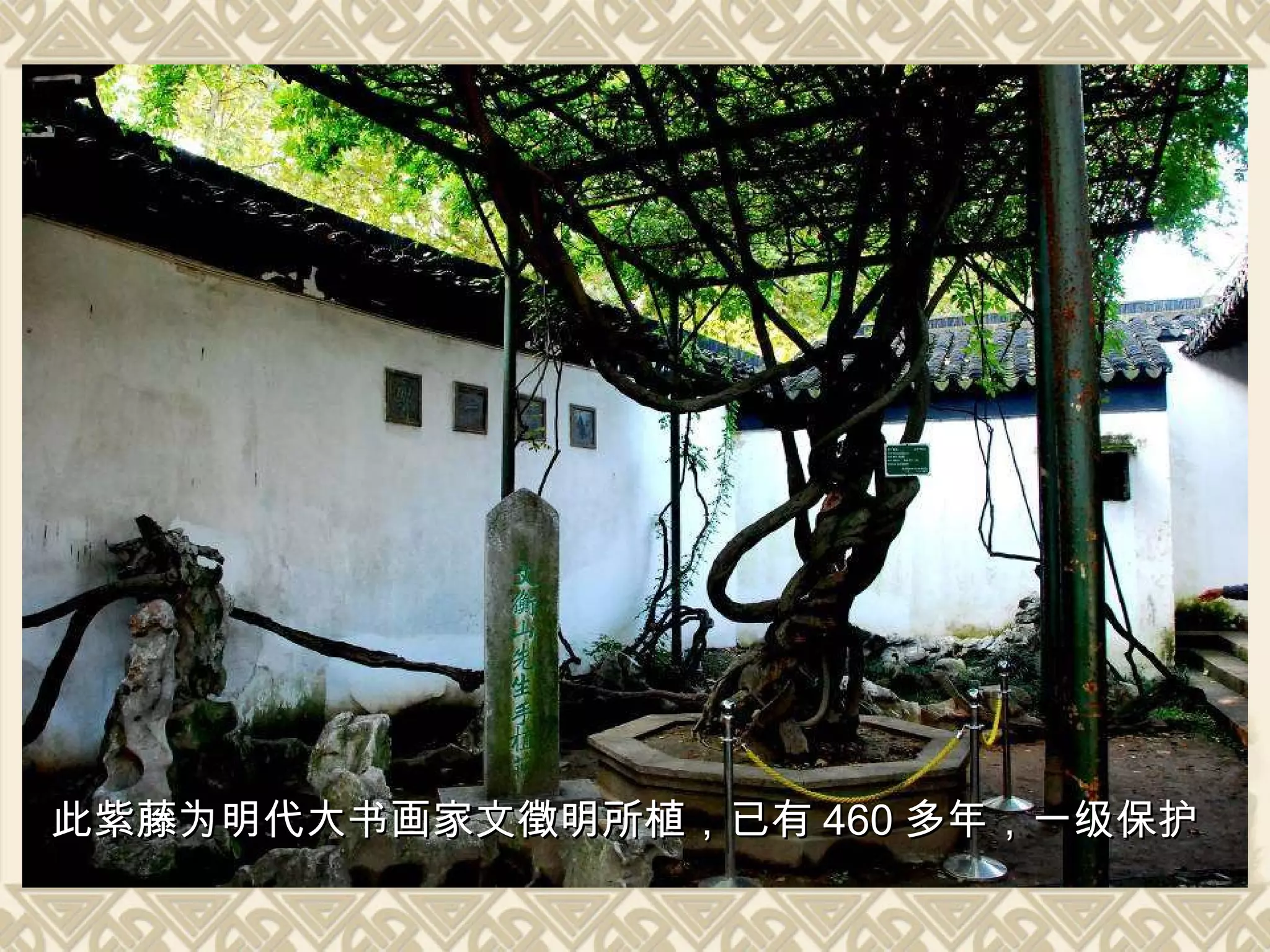 此紫藤为明代大书画家文徵明所植，已有 460 多年，一级保护 