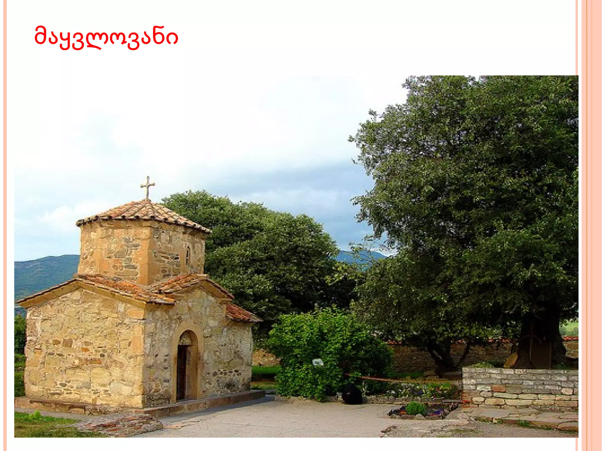 მაყვლოვანი  