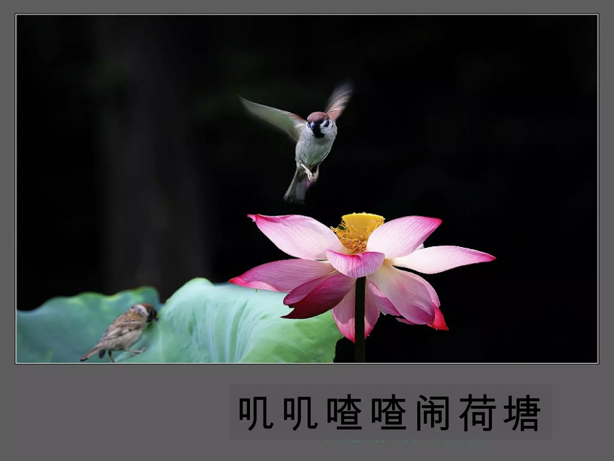 叽叽喳喳闹荷塘 