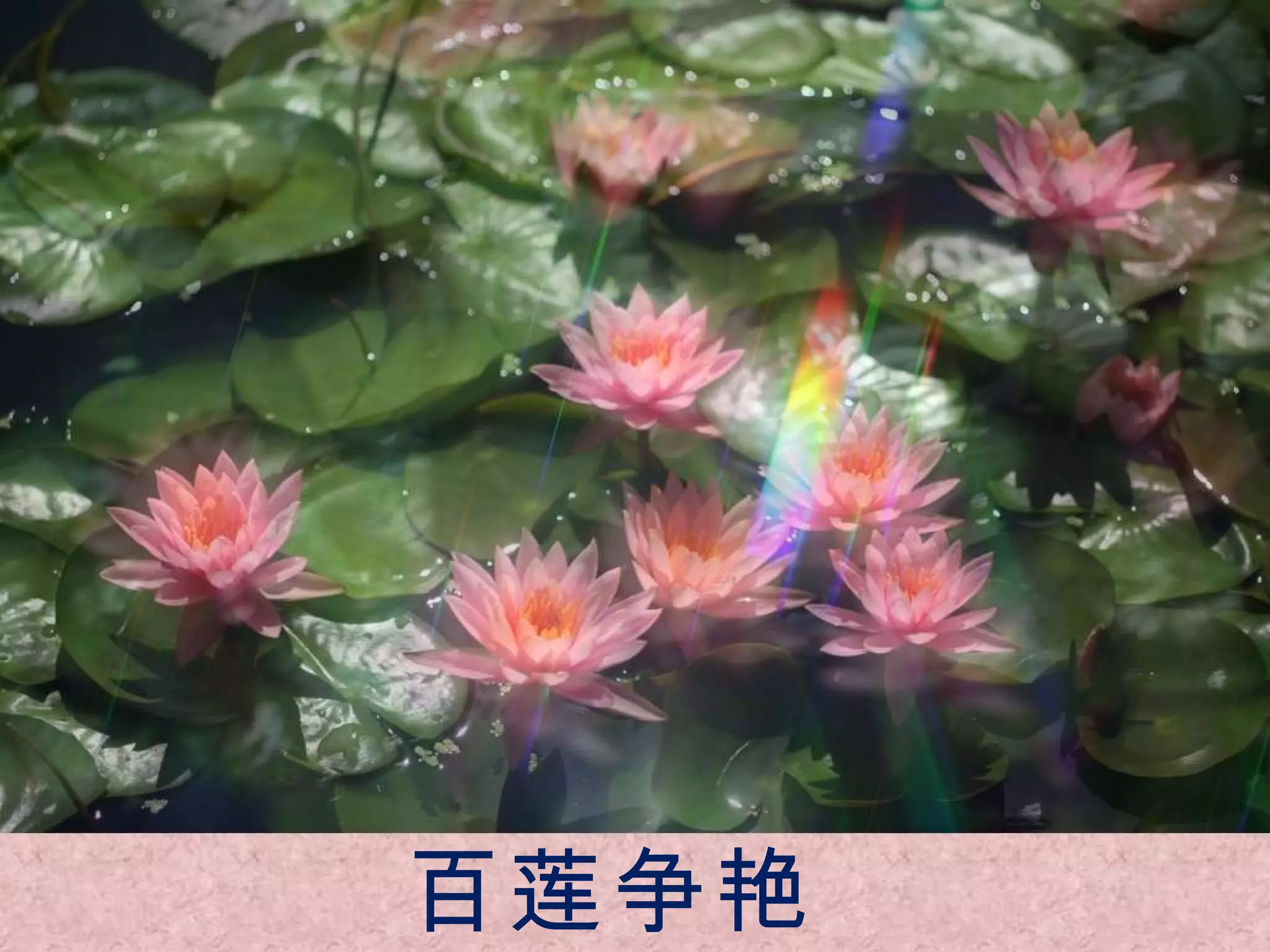 百莲争艳 