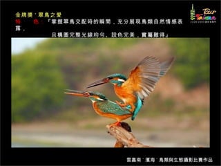 金牌獎 ˙ 翠鳥之愛 特　　色： 『掌握翠鳥交配時的瞬間，充分展現鳥類自然情感表露， 　　　　　　且構圖完整光線均勻、設色完美，實屬難得』  