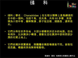 鴴  科 鴴科（學名： Charadriidae ）在生物分類學上是鳥綱鴴形目中的一個科。包括千鳥、田夫鳥，共有 60 多種，其個頭為小到中等，軀幹緊湊，脖子短且粗，翅膀長，通常很尖。 它們分佈在世界各地，大部分都棲息於近水的地區。但也有例外，比如澳洲小嘴鴴，喜歡生活在澳洲中部和西部沙漠的石質土地上。 它們依賴於視覺捕食，與鷸屬依賴長喙捕食不同。食物包括昆蟲、蠕蟲和其他無脊椎動物。 