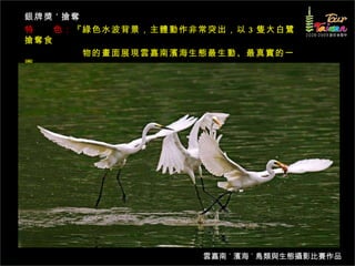 銀牌獎 ˙ 搶奪 特　　色： 『綠色水波背景，主體動作非常突出，以 3 隻大白鷺搶奪食 　　　　　　物的畫面展現雲嘉南濱海生態最生動、最真實的一面』  