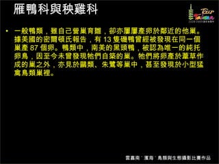雁鴨科與秧雞科 一般鴨類，雖自己營巢育雛，卻亦屢屢產卵於鄰近的他巢。據美國的密爾頓氏報告，有 13 隻磯鴨曾經被發現在同一個巢產 87 個卵。鴨類中，南美的黑頭鴨，被認為唯一的純托卵鳥，因至今未曾發現牠們自築的巢。牠們將卵產於葦草作成的巢之外，亦見於鷗類、朱鷺等巢中，甚至發現於小型猛禽鳥類巢裡。 。 