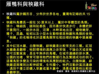 雁鴨科與秧雞科 秧雞科 屬於鶴形目 ,  分佈於世界各地 ,  臺灣有記錄的共 15 種。 秧雞科鳥體長一般在 30 厘米以上，屬於中等體型的鳥類。頭小，喙細長，腿和趾都長，因而善於快速步行，身體肥胖不善飛行。一般於水田 ,  沼澤 ,  水畔草地出沒 ,  植物嫩芽、種子、昆蟲、蚯蚓以及小型水生動物都是秧雞科鳥類的食物。「秧雞」的名稱得名於這種鳥類常在稻田裡的秧叢中築巢棲息。 其中紅冠水雞、白腹秧雞、緋秧雞是比較常見的三種。紅冠水雞最易觀察，牠對環境的適應力非常強，不論白天或夜晚都可活動覓食，是全年無休的鳥種。在城市邊緣的排水溝、公園的池塘，常常可發現牠們的繁殖行為及繁殖成功的例子。這種鳥對多變及污染的環境有其應對的能力。白腹秧雞、緋秧雞這兩種則比較神經質、生性膽小。牠們活動於溪流邊緣，遇到干擾立即鑽入草叢或灌木叢中，清晨或黃昏時比較容易觀察到。 