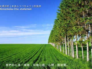 女満別町 ( めまんべつちょう ) 防風林 Memanbetsu Cho, shelterbeit   我們的心是一條路，叫做心路，心開，路就開。 