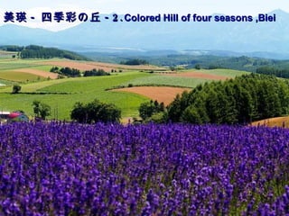 美瑛 - 四季彩の丘 -2 . Colored Hill of four seasons ,Biei   