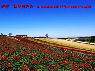 美瑛 - 四季彩の丘 -3 . Colored Hill of four seasons ,Biei   