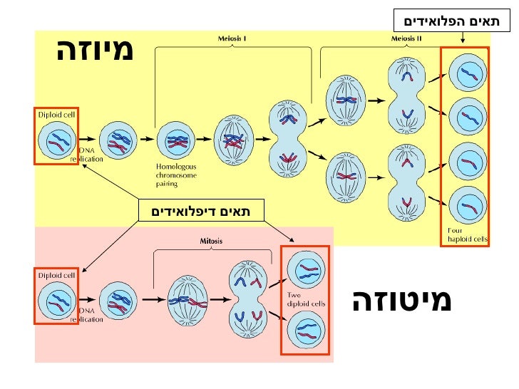 מיוזה מיטוזה