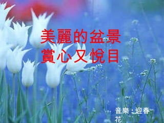 寶島名模欣賞 美麗的盆景 賞心又悅目 音樂 : 迎春花 