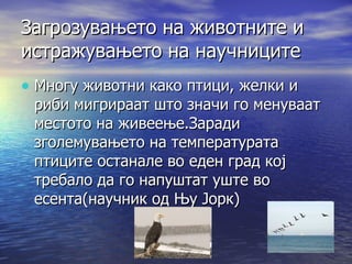 Загрозувањето на животните и истражувањето на научниците Многу животни како птици, желки и риби мигрираат што значи го менуваат местото на живеење.Заради зголемувањето на температурата птиците останале во еден град кој требало да го напуштат уште во есента(научник од Њу Јорк) 