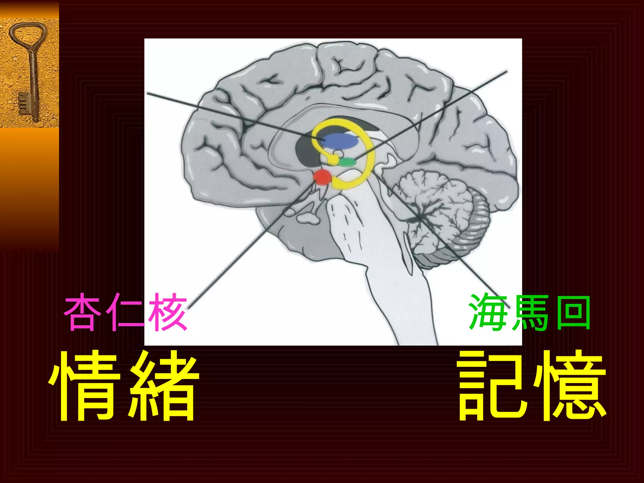 杏仁核 情緒 海馬回 記憶 