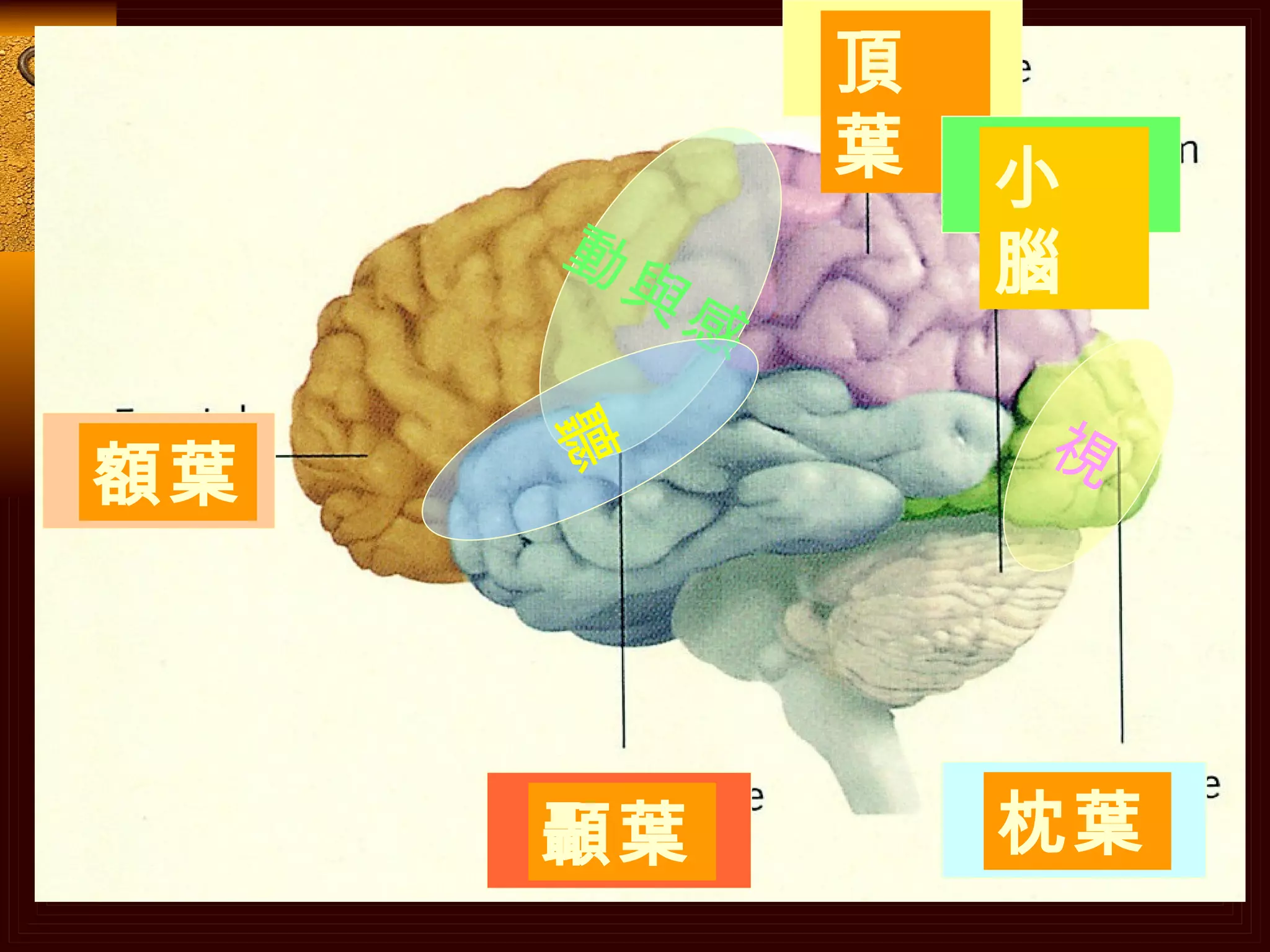 小腦 動與感 聽 視 頂葉 額葉 顳葉 枕葉 