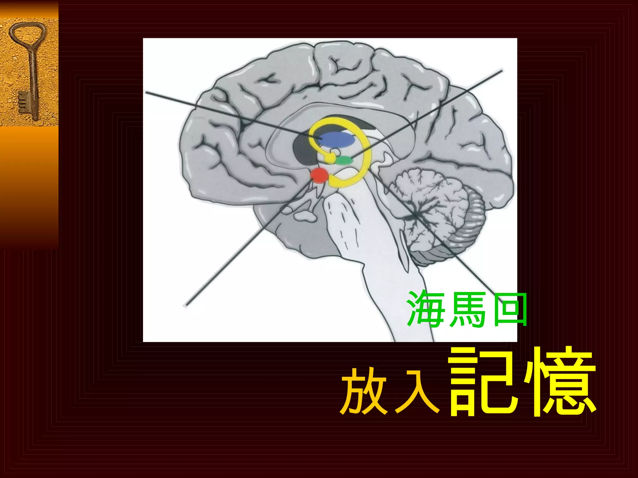 海馬回 放入 記憶 