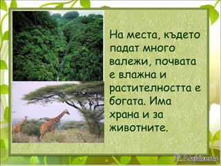 На места, където падат много валежи, почвата е влажна и растителността е богата. Има храна и за животните. 
