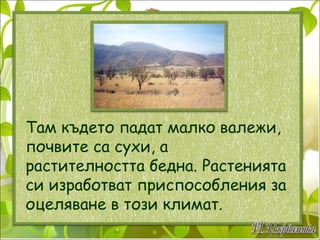 Там където падат малко валежи, почвите са сухи, а растителността бедна. Растенията си изработват приспособления за оцеляване в този климат. 