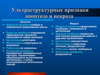 Ультраструктурные признаки апоптоза и некроза   Апоптоз Ядерный хроматин -собран в компактные гранулярные массы Ядерная мембрана -становится прерывистой, хроматин оказывается среди органелл Цитоплазма -уплотнена  Митохондрии -структурно не изменены Рибосомы -не изменены Клеточная мембрана -приобретает неправильные контуры, ограничивает образующиеся выпячивания цитоплазмы, а затем отшнурованные апоптозные тельца Некроз  Ядерный хроматин -представлен глыбками, появляется в цитоплазме Ядерная мембрана -локальное или полное разрушение вместе с другими органеллами Цитоплазма -просветлена  Митохондрии -набухшие, отечные, разрушенные Рибосомы -много свободных Клеточная мембрана -разрушается  