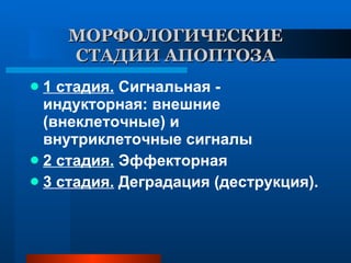 МОРФОЛОГИЧЕСКИЕ СТАДИИ АПОПТОЗА 1 стадия.  Сигнальная - индукторная: внешние (внеклеточные) и внутриклеточные сигналы 2 стадия.  Эффекторная 3 стадия.  Деградация (деструкция).  