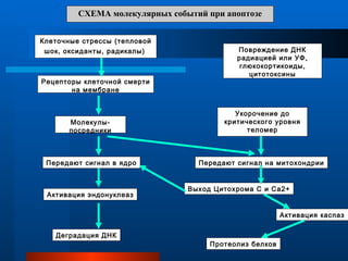 СХЕМА молекулярных событий при апоптозе Клеточные стрессы (тепловой шок, оксиданты, радикалы)   Рецепторы клеточной смерти на мембране Молекулы-посредники Повреждение ДНК радиацией или УФ, глюкокортикоиды, цитотоксины Укорочение до критического уровня теломер Передают сигнал в ядро Передают сигнал на митохондрии Активация эндонуклеаз Выход Цитохрома С и Са2+ Деградация ДНК Активация каспаз  Протеолиз белков 