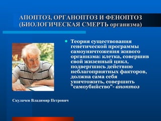 АПОПТОЗ, ОРГАНОПТОЗ И ФЕНОПТОЗ (БИОЛОГИЧЕСКАЯ СМЕРТЬ организма) Теория существования  генетической программы самоуничтожения живого организма: клетка, совершив свой жизенный цикл, подвергшись действию неблагоприятных факторов, должна сама себя уничтожить, совершить "самоубийство"-  апоптоз Скулачев Владимир Петрович 