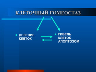 КЛЕТОЧНЫЙ   ГОМЕОСТАЗ ДЕЛЕНИЕ КЛЕТОК ГИБЕЛЬ КЛЕТОК АПОПТОЗОМ 