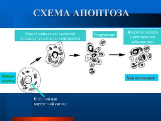 СХЕМА АПОПТОЗА Внешний или внутренний сигнал Живая клетка Клетка сжимается, хроматин конденсируется, ядро разрушается Разрушение Продукты распада уничтожаются лейкоцитами Нет воспаления! 